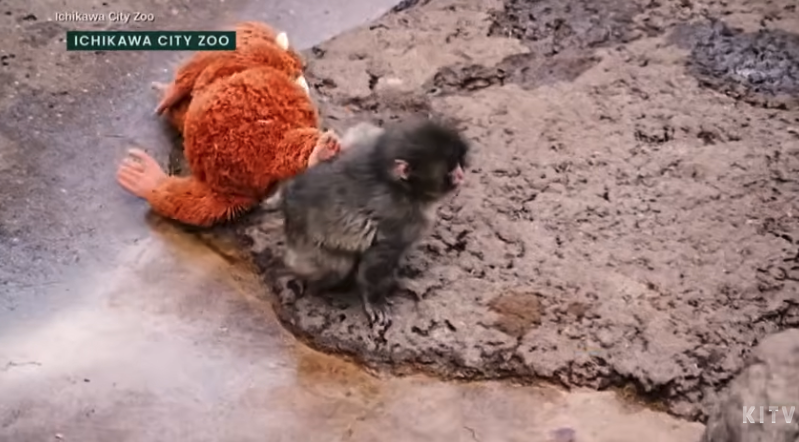 Punch the monkey